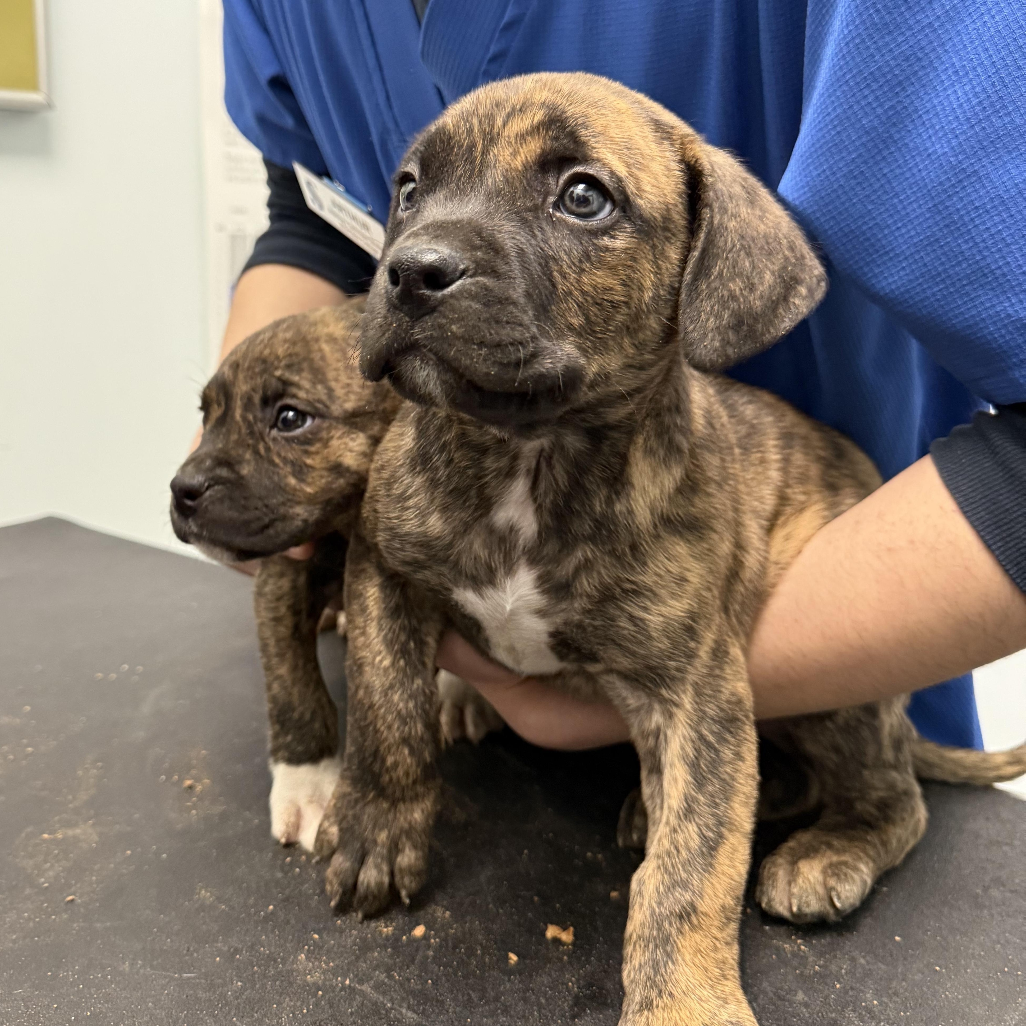 Ripple, a Adoptable mixed breed in Scarborough, ON image 2/6