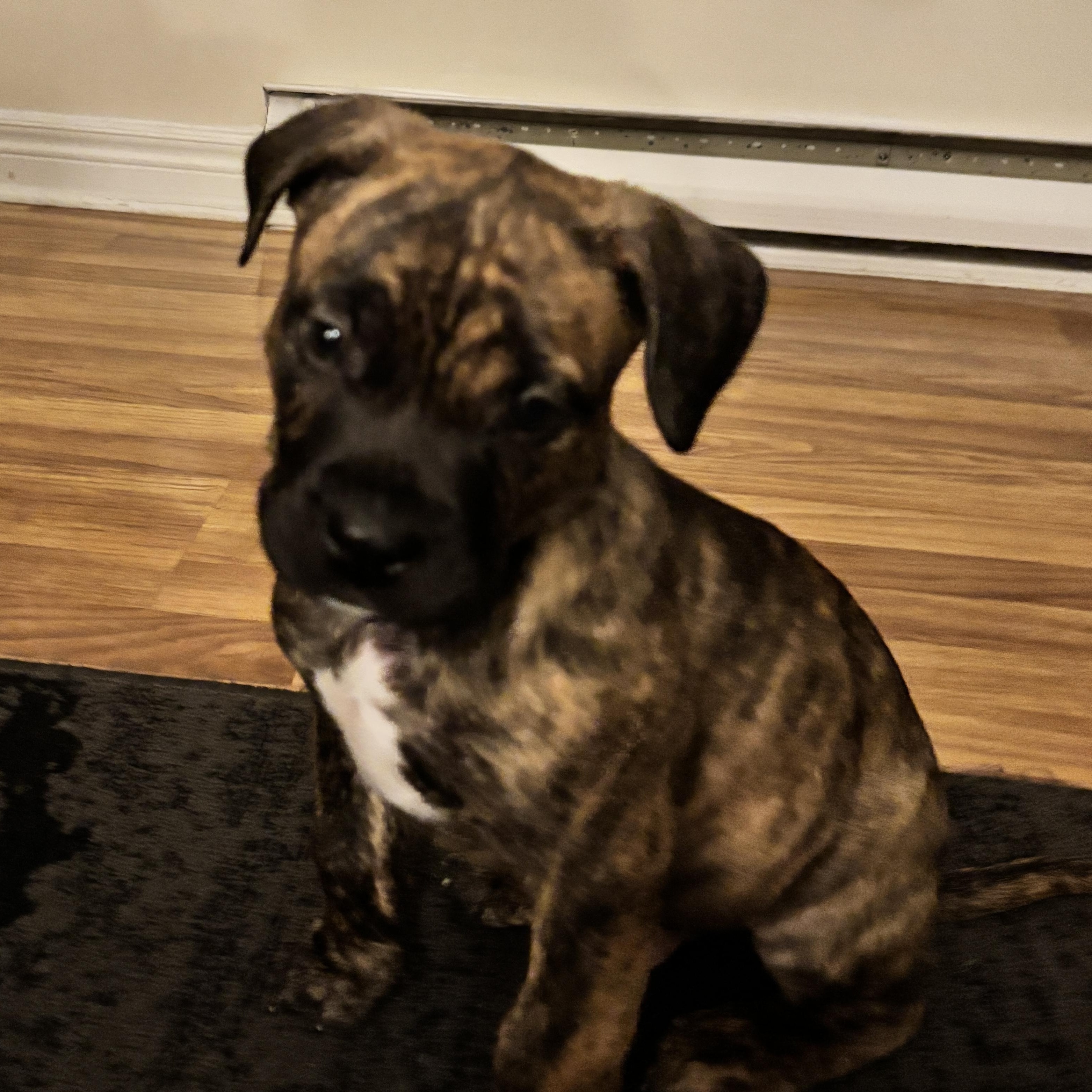 Ripple, a Adoptable mixed breed in Scarborough, ON image 4/6