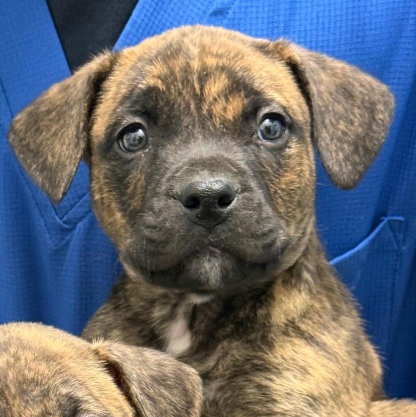 Ripple, Adoptable, Puppy Male American Bulldog & Yellow Labrador Retriever.