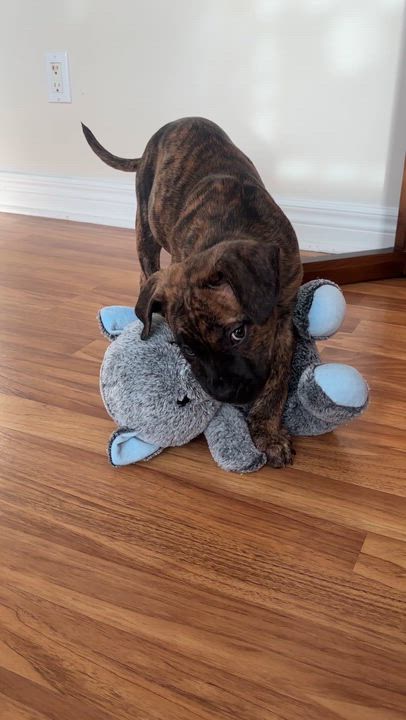 Enlarge Ripple, a Adoptable mixed breed in Scarborough, ON video 6/6