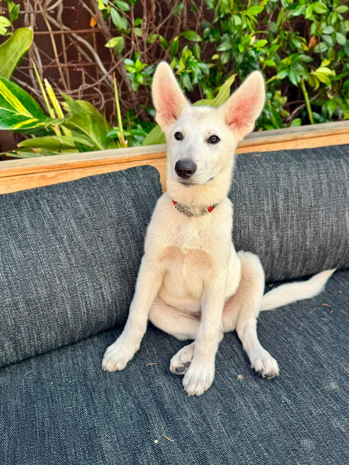 Goose, ADOPTABLE, Puppy Male German Shepherd Dog.