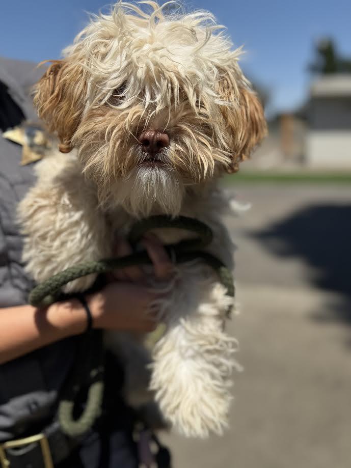 Teddy, adopted, Adult Male Miniature Schnauzer.