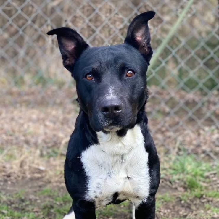 Tommy, a Adoptable mixed breed in Denison, TX image 1/5