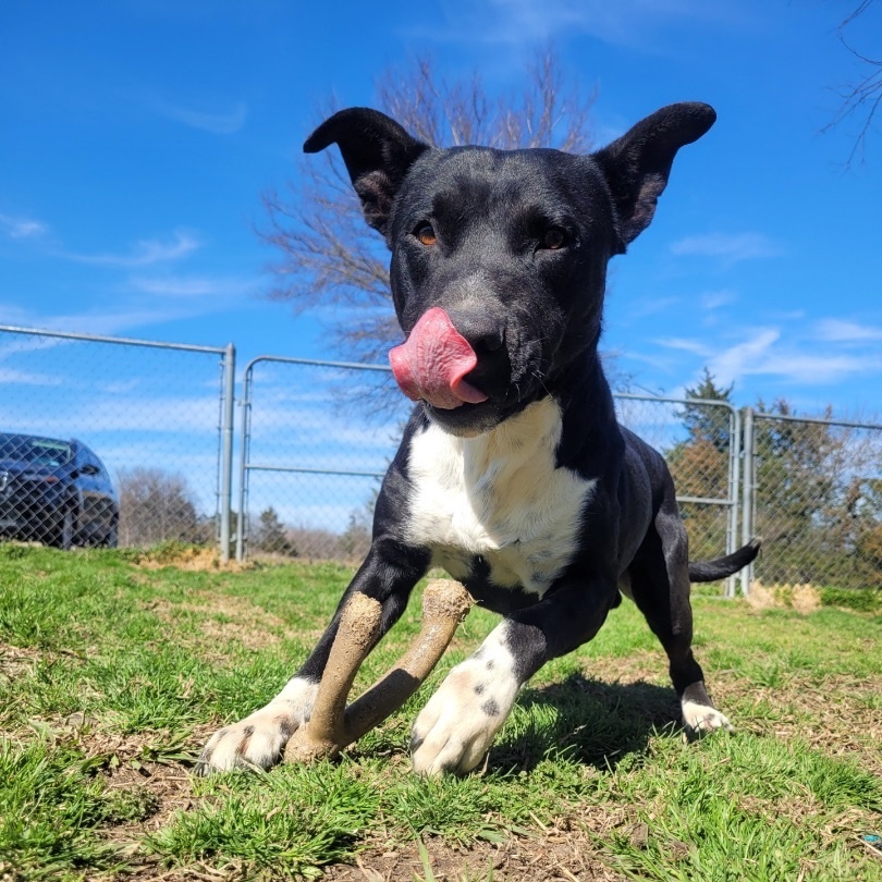 Tommy, a Adoptable mixed breed in Denison, TX image 2/5