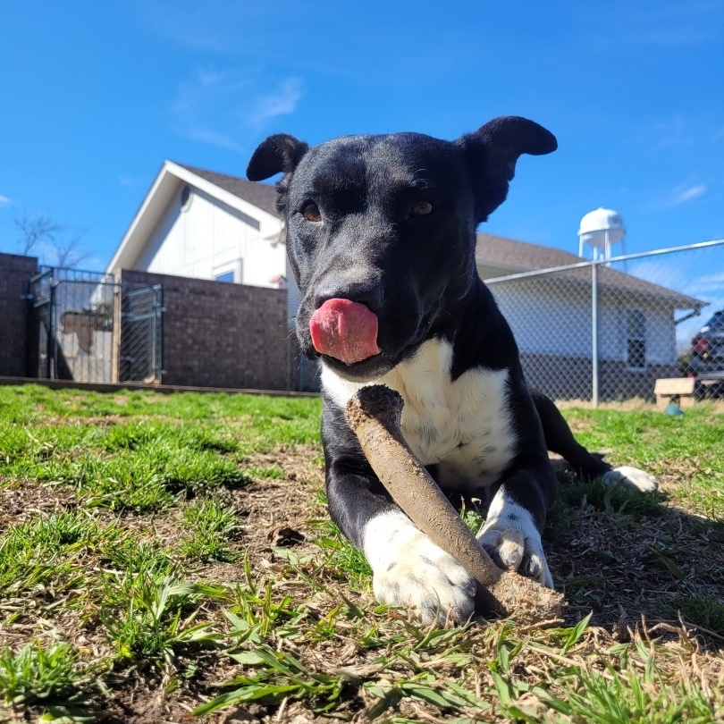 Tommy, a Adoptable mixed breed in Denison, TX image 3/5