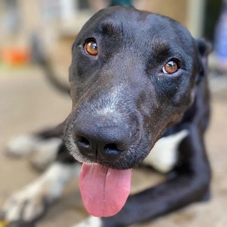 Tommy, a Adoptable mixed breed in Denison, TX image 4/5