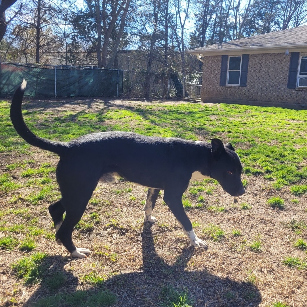 Tommy, a Adoptable mixed breed in Denison, TX image 5/5