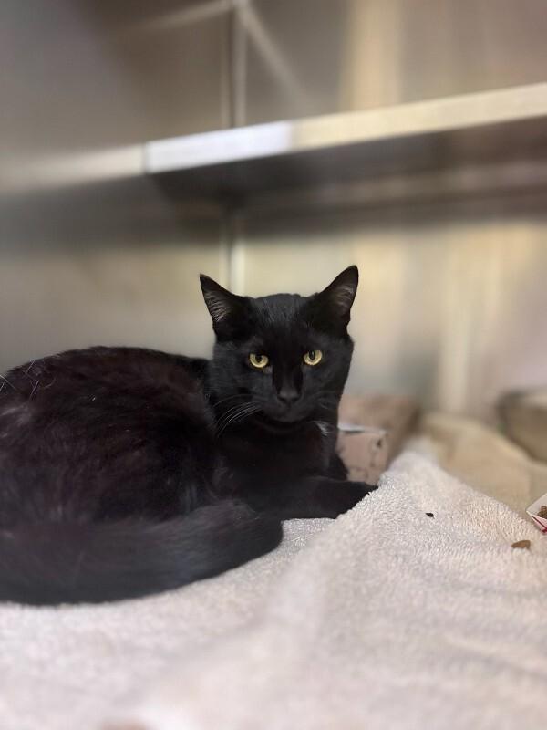 Vine, Adoptable, Adult Female Domestic Short Hair.