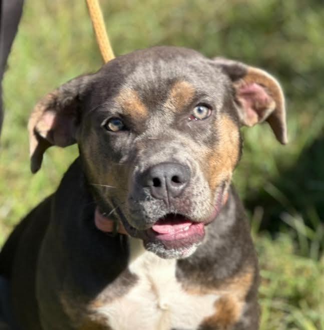 Enlarge Ruby, a Adoptable mixed breed in Madison, GA image 1/6