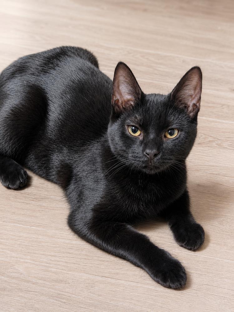 Enlarge Cleaver, a Adoptable mixed breed in Calimesa, CA image 1/1