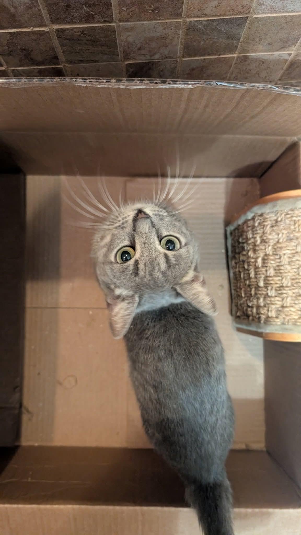 Enlarge Lady Miso, a Adoptable Tabby in Fort Lauderdale, FL image 3/3