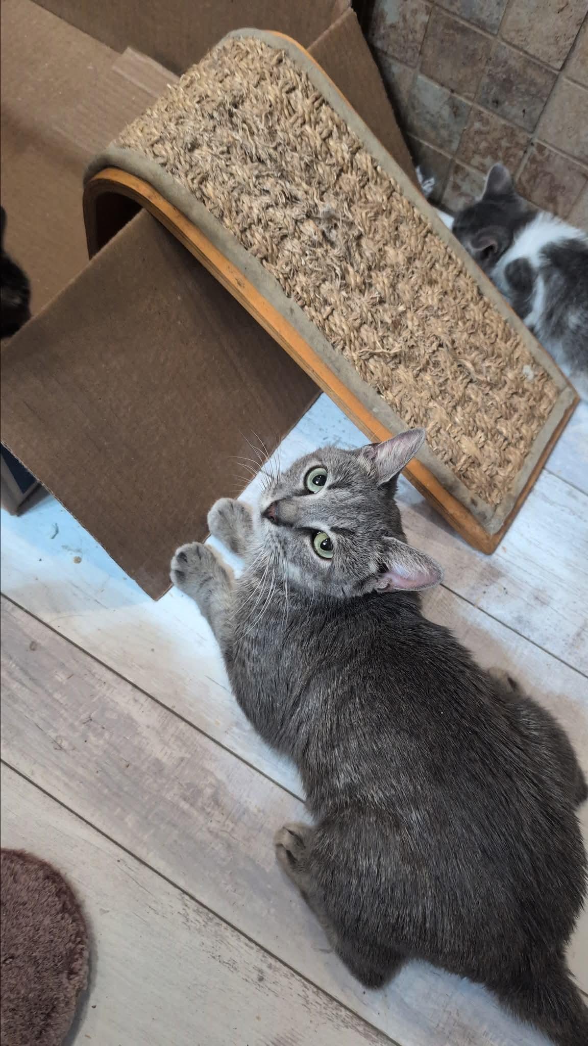 Lady Miso, Adoptable, Young Female Tabby.