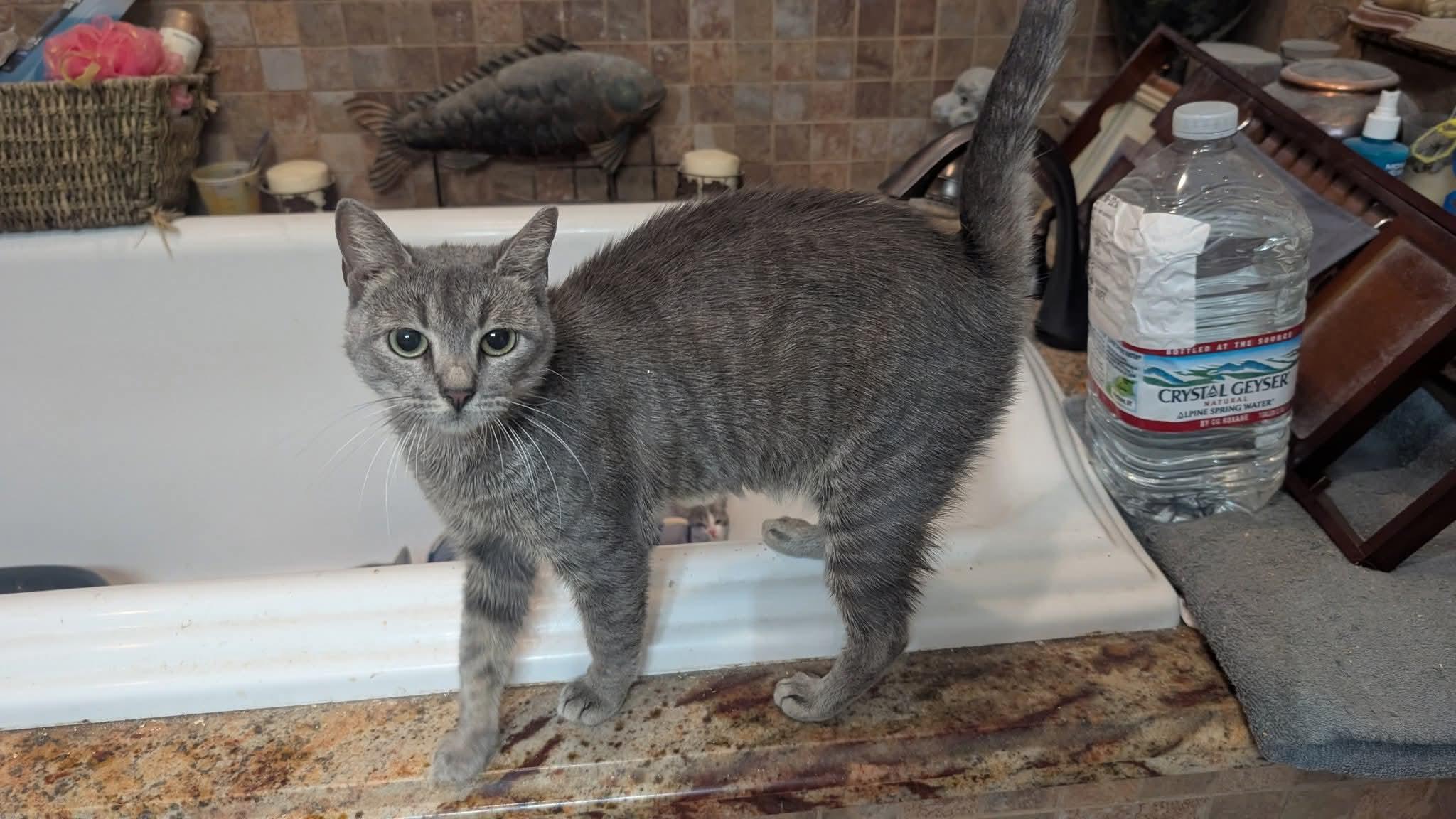 Enlarge Lady Miso, a Adoptable Tabby in Fort Lauderdale, FL image 2/3