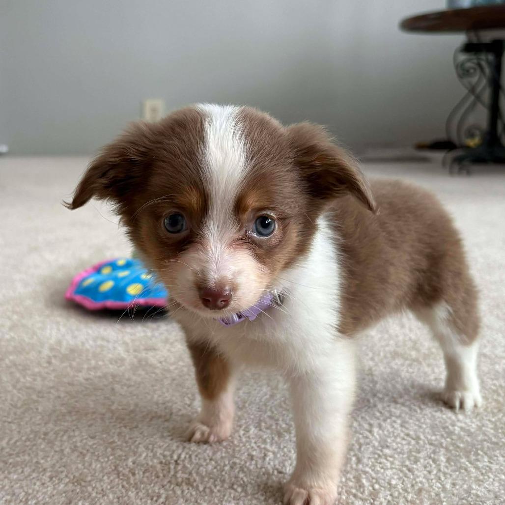 Enlarge Crystal, a Adoptable Australian Shepherd in Ada, MN image 1/4