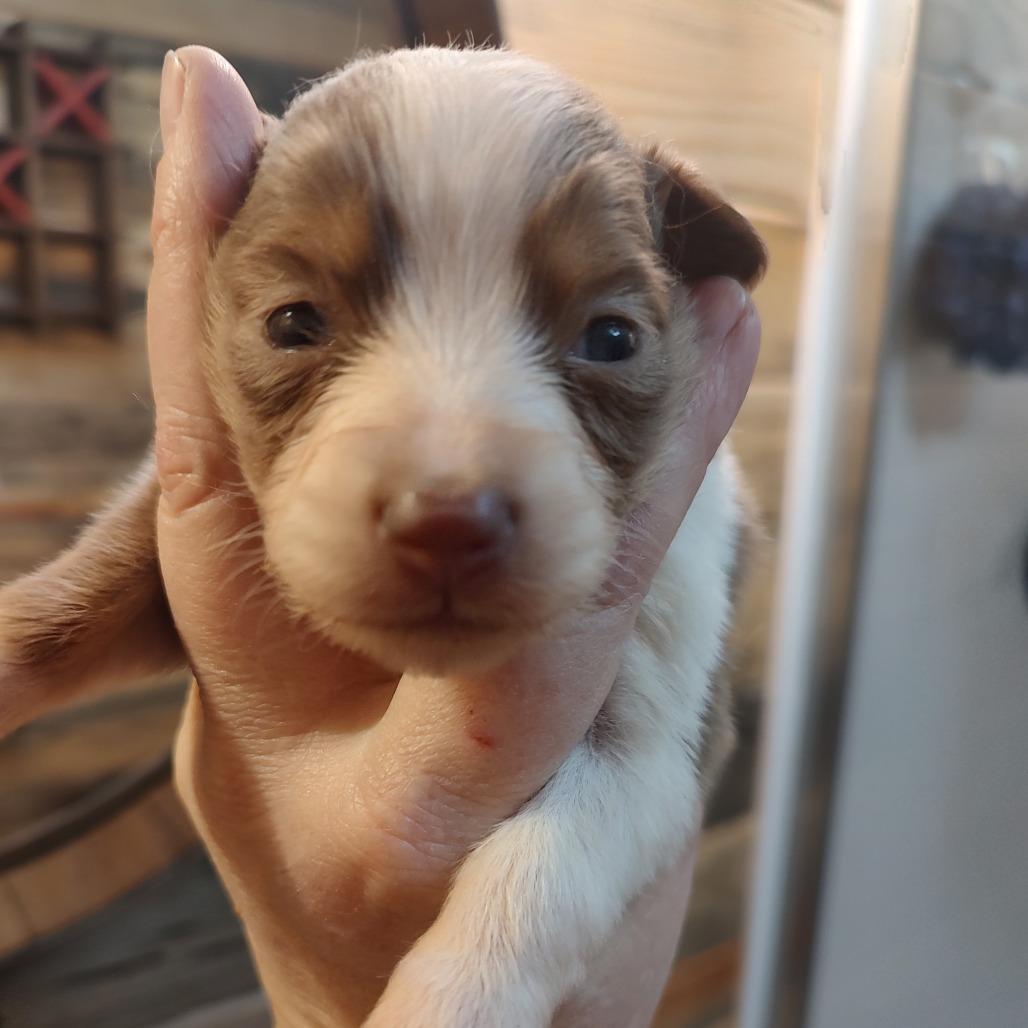 Enlarge Crystal, a Adoptable Australian Shepherd in Ada, MN image 2/4