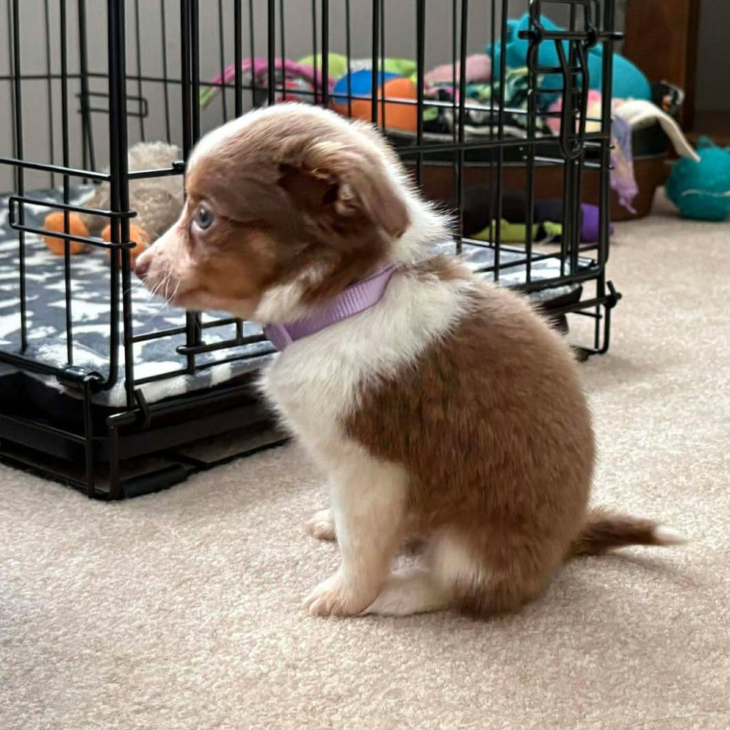 Enlarge Crystal, a Adoptable Australian Shepherd in Ada, MN image 3/4