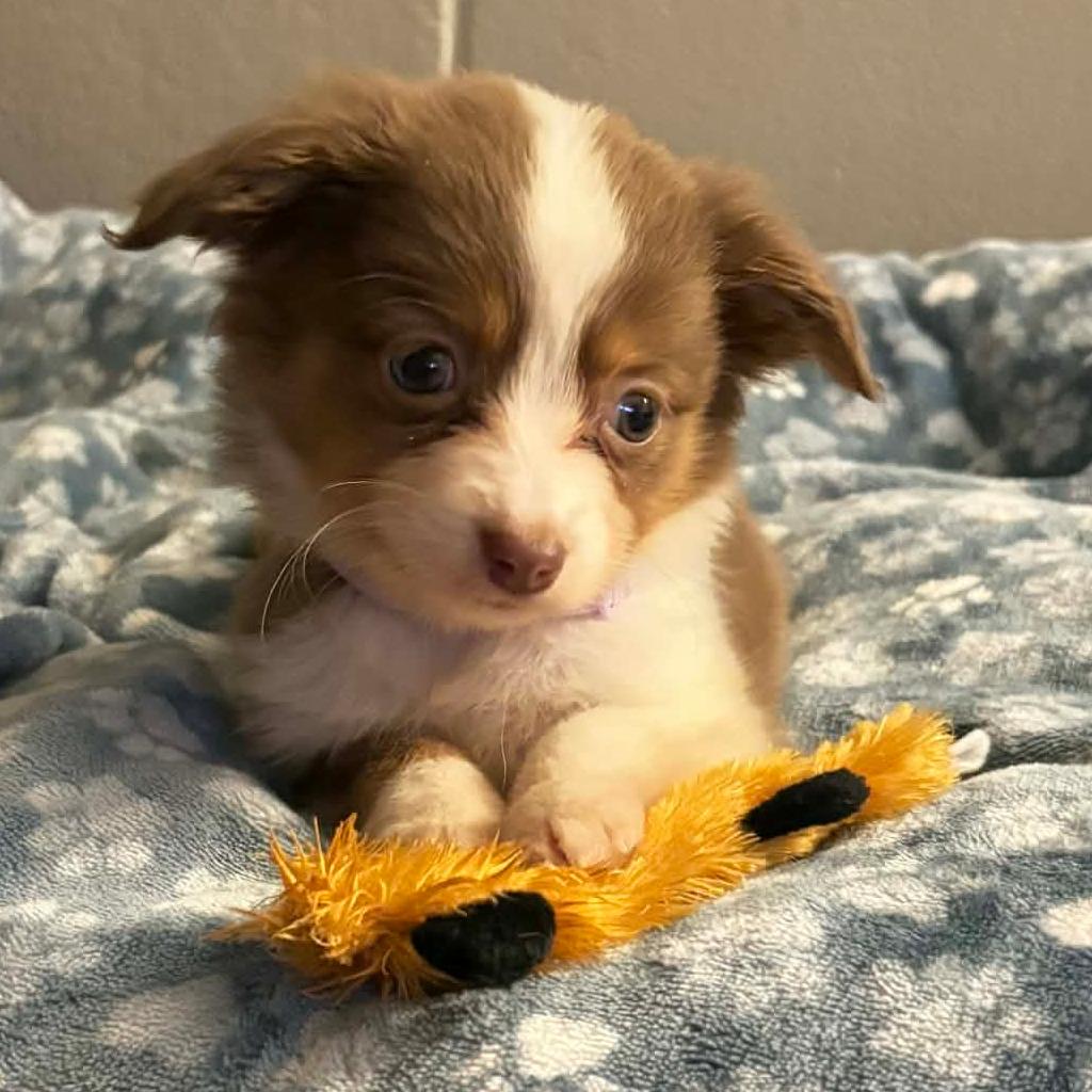 Enlarge Crystal, a Adoptable Australian Shepherd in Ada, MN image 4/4