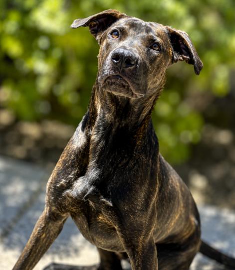 Toothless, a ADOPTABLE mixed breed in Acton, CA image 3/4