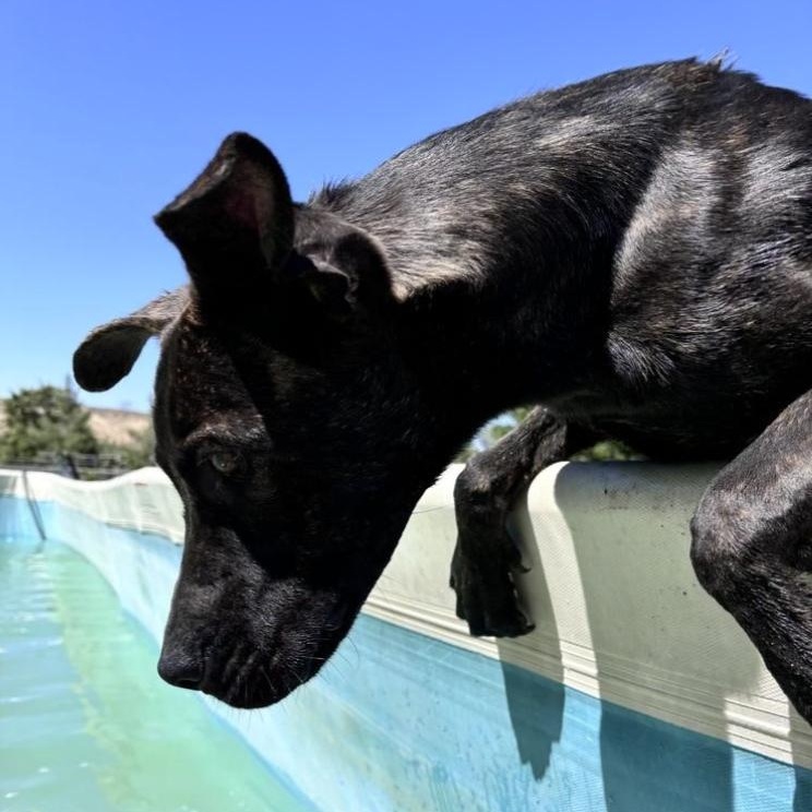 Toothless, a ADOPTABLE mixed breed in Acton, CA image 4/4