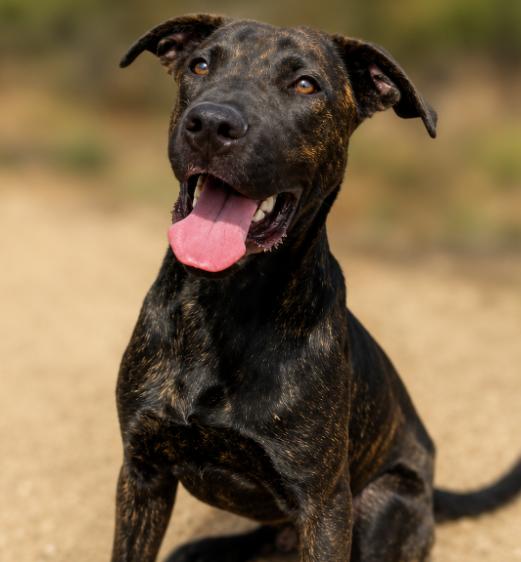 Toothless, ADOPTABLE, Young Male Mastiff & Belgian Shepherd / Malinois.