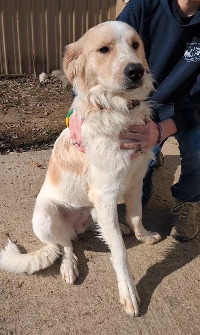 Bodie, a ADOPTABLE mixed breed in Metropolis, IL image 2/3