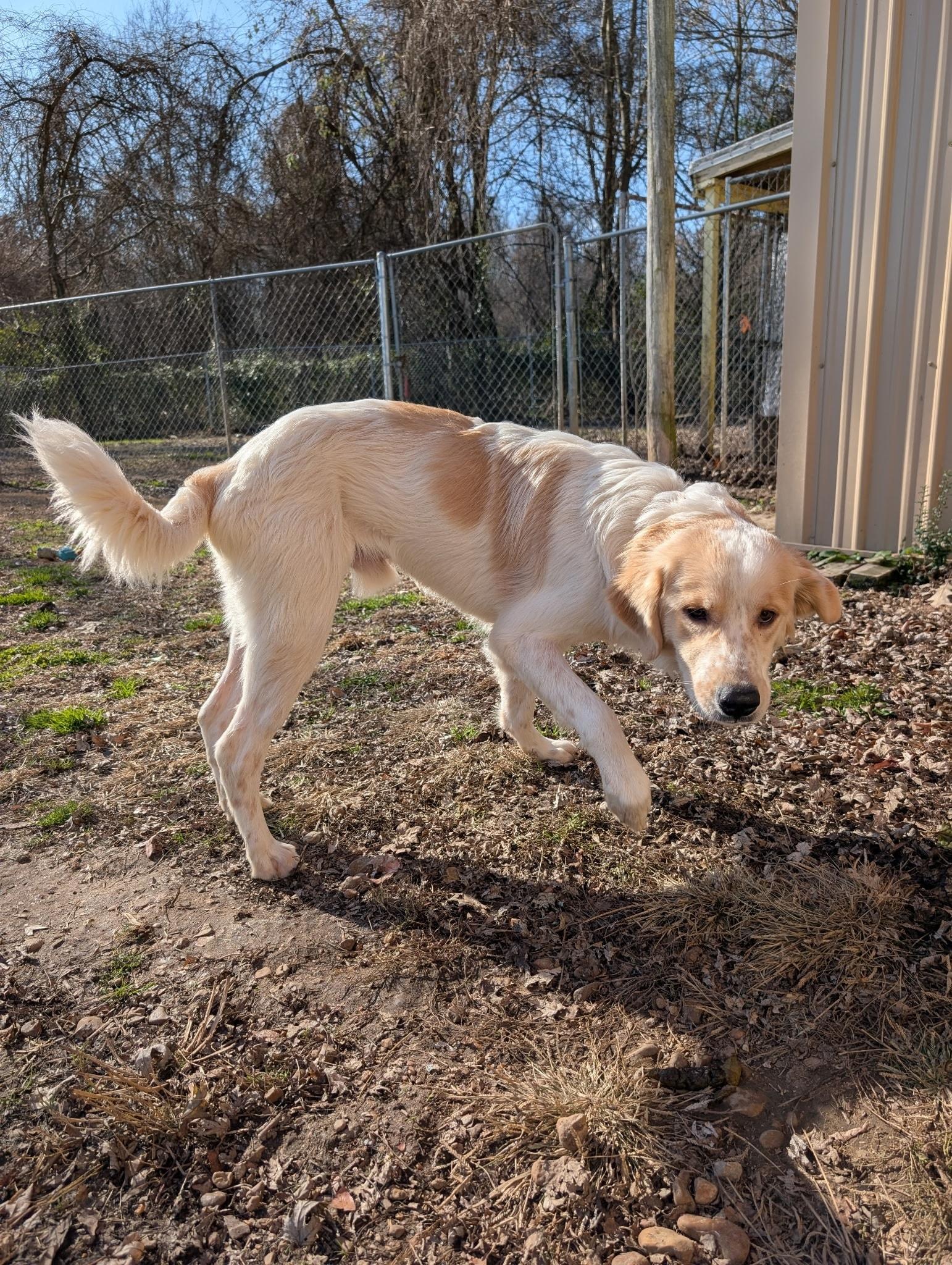 Bodie, a ADOPTABLE mixed breed in Metropolis, IL image 3/3