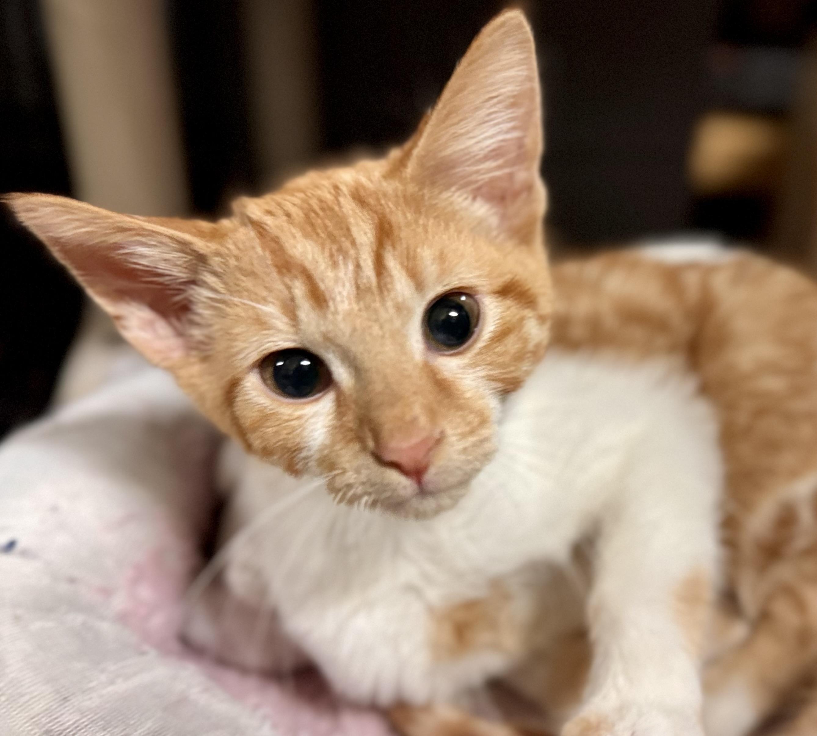 Mr. Pickles — thumbnail 2