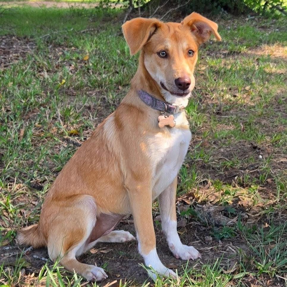 Enlarge Nina, a Adoptable mixed breed in Tylertown, MS image 1/1