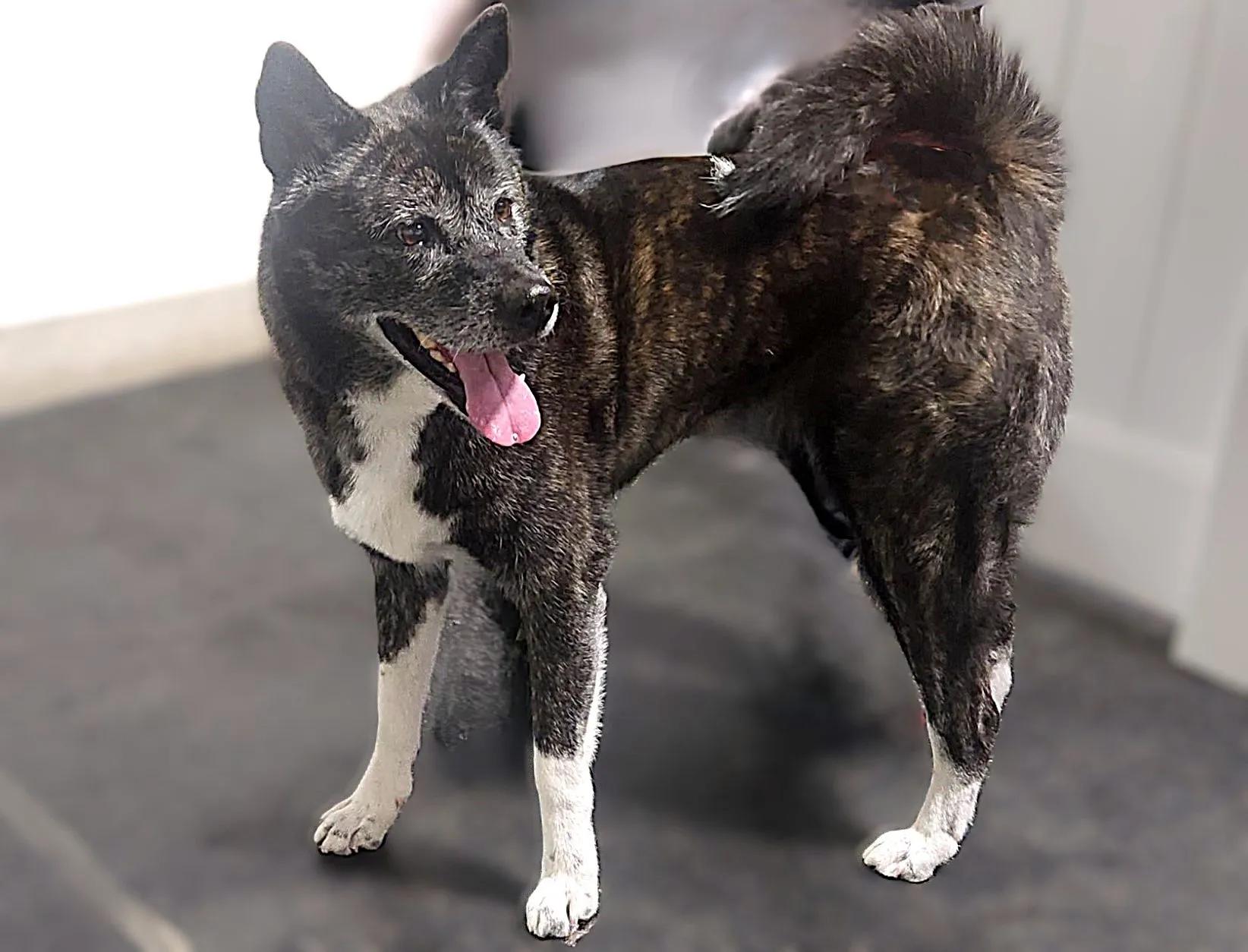 Emi, ADOPTABLE, Senior Female Akita.