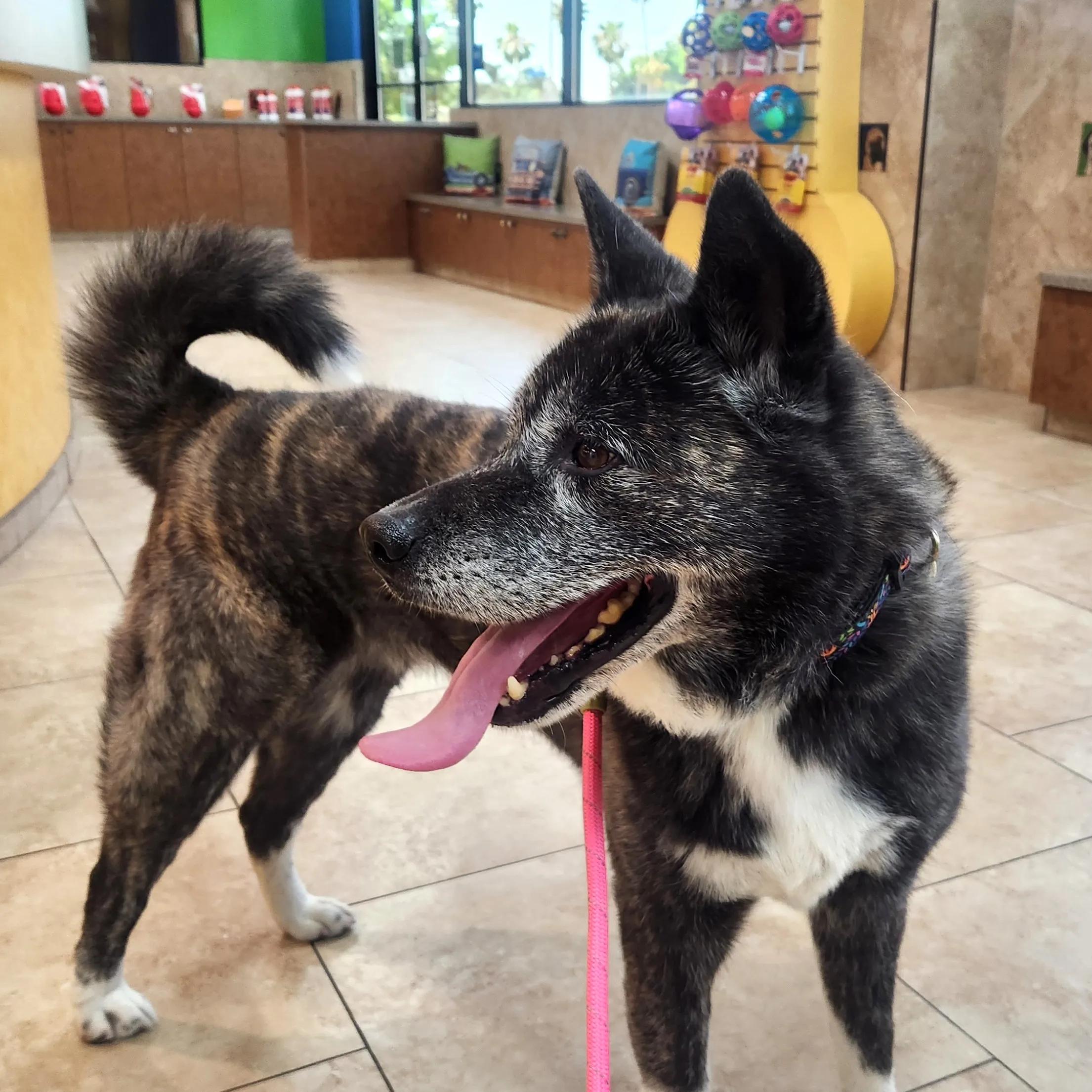 Enlarge Emi, a ADOPTABLE Akita in San Francisco, CA image 4/4