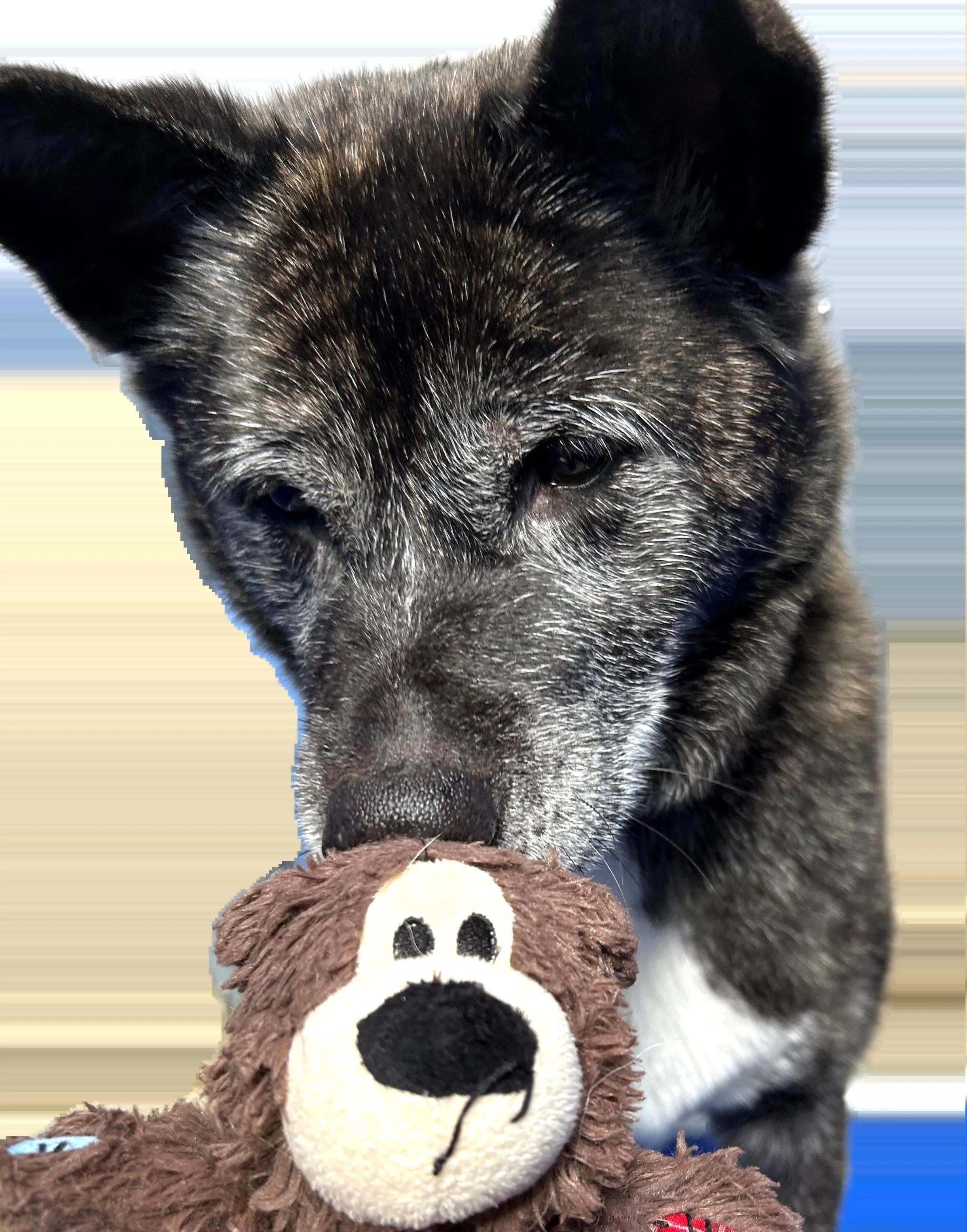 Enlarge Emi, a ADOPTABLE Akita in San Francisco, CA image 3/4