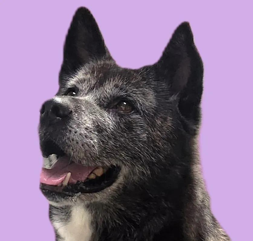 Enlarge Emi, a ADOPTABLE Akita in San Francisco, CA image 2/4