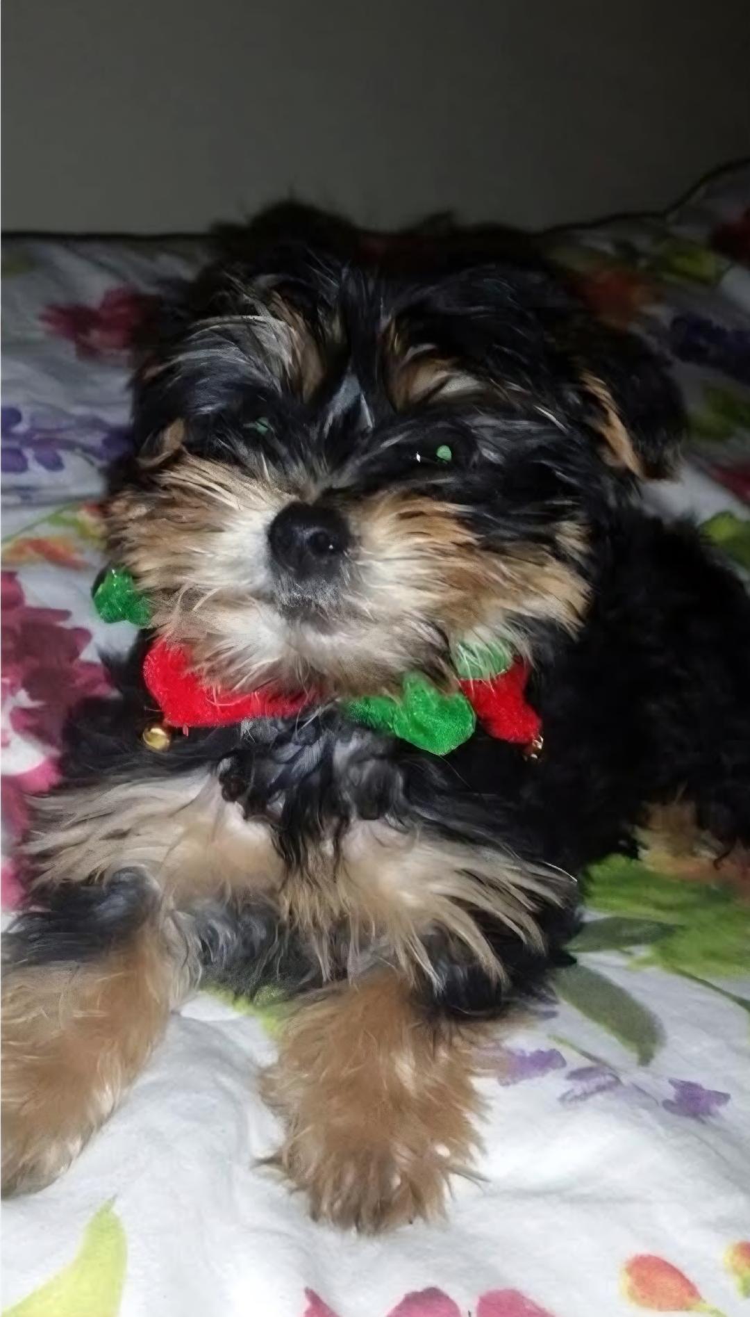 Enlarge Magnus, a ADOPTABLE Yorkshire Terrier in Englishtown, NJ image 2/2