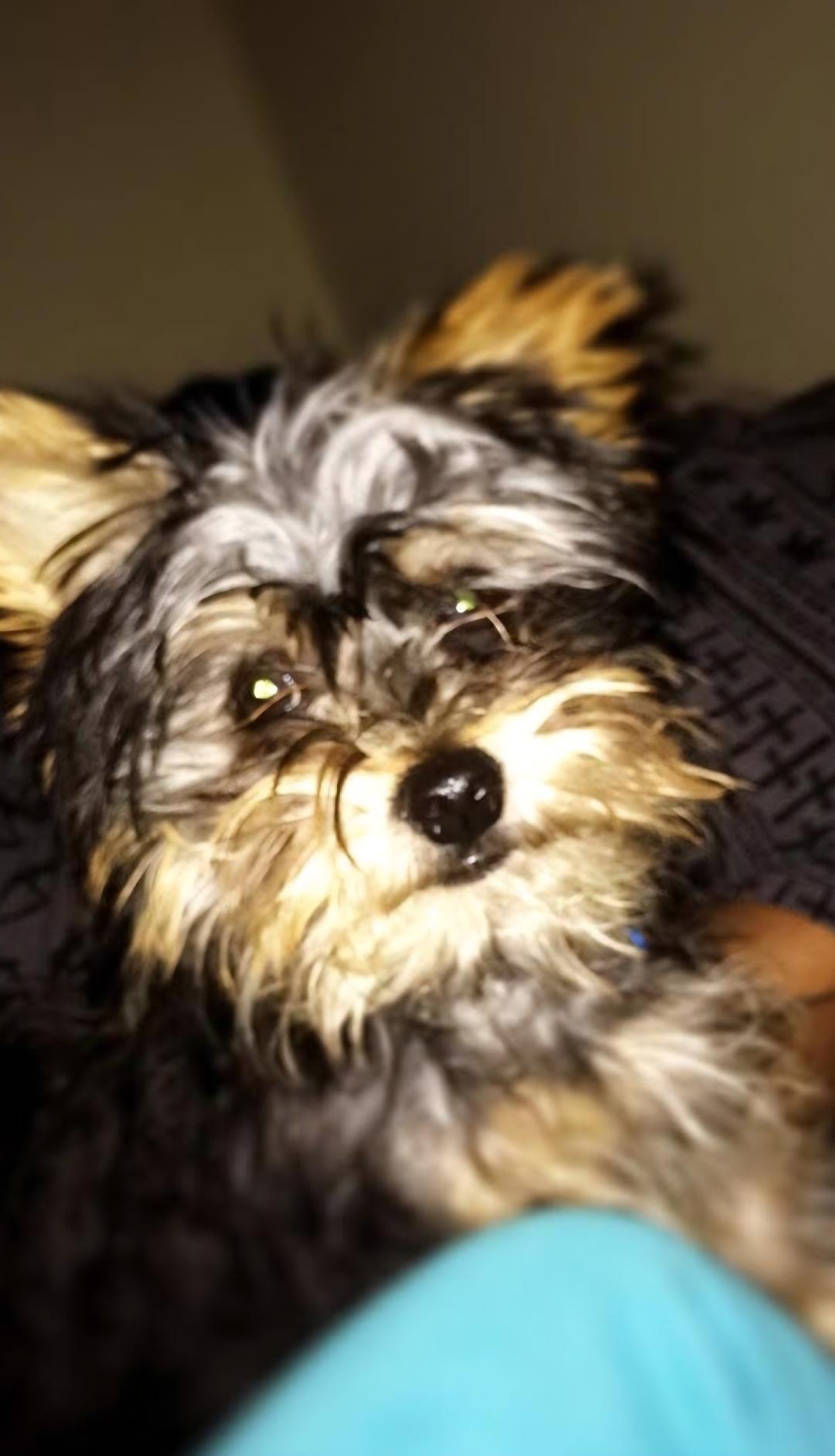 Magnus, ADOPTABLE, Senior Male Yorkshire Terrier.