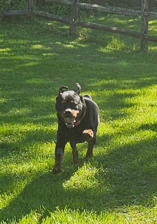 Coco, Adoptable, Adult Female Rottweiler.