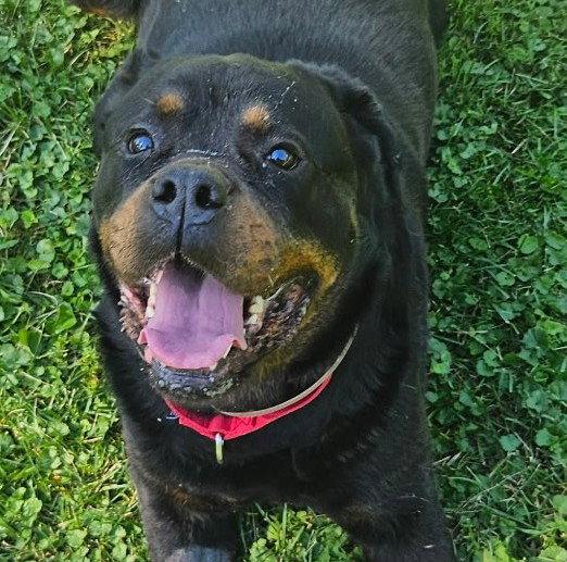 Enlarge Coco, a Adoptable Rottweiler in Hillsboro, NH image 2/3