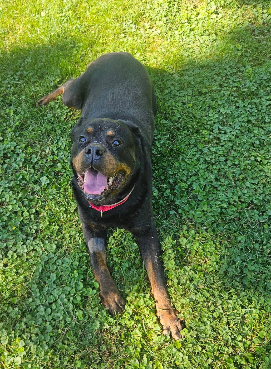 Enlarge Coco, a Adoptable Rottweiler in Hillsboro, NH image 3/3