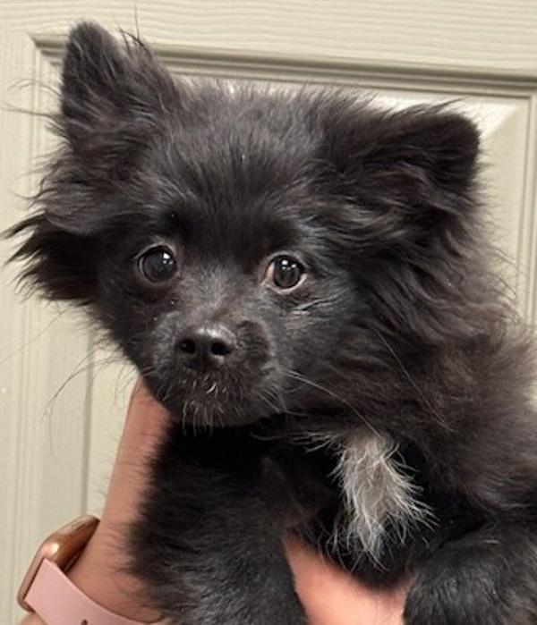 Enlarge Nakoma, a Adoptable mixed breed in Littleton, CO image 1/1