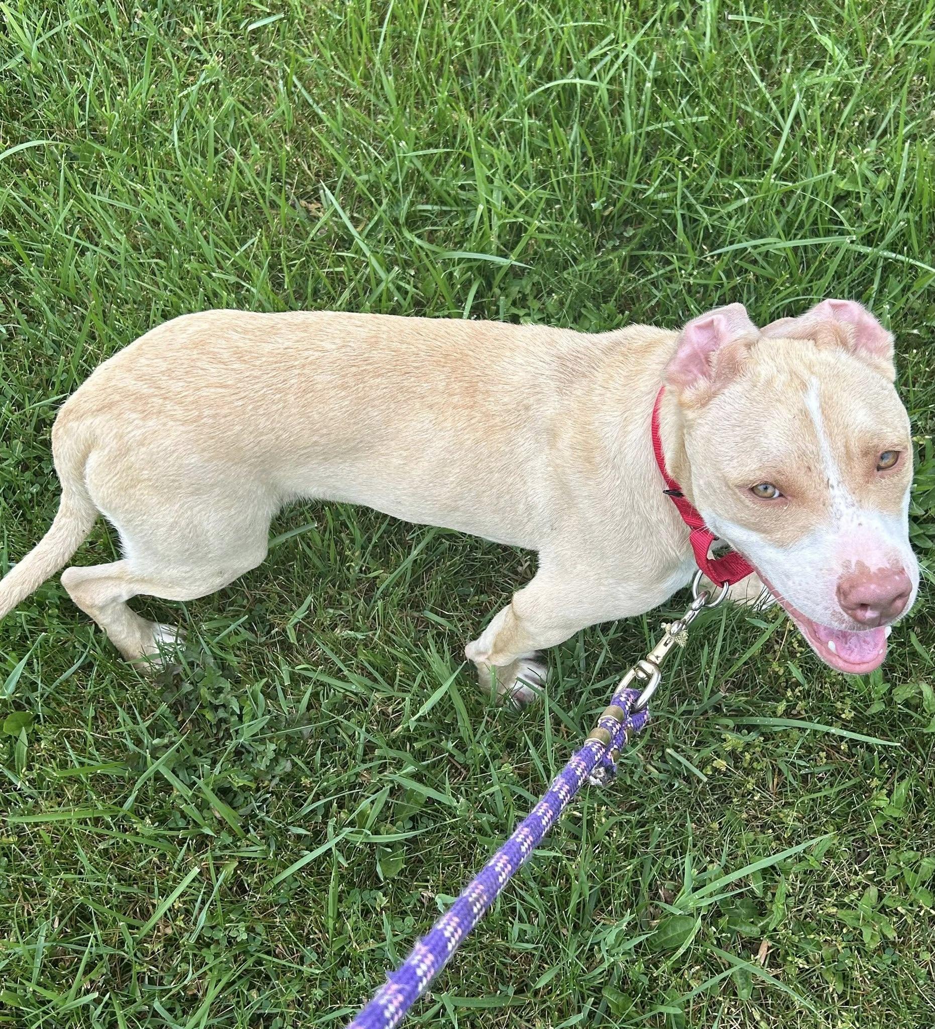 Clyde, adopted, Young Male Pit Bull Terrier.