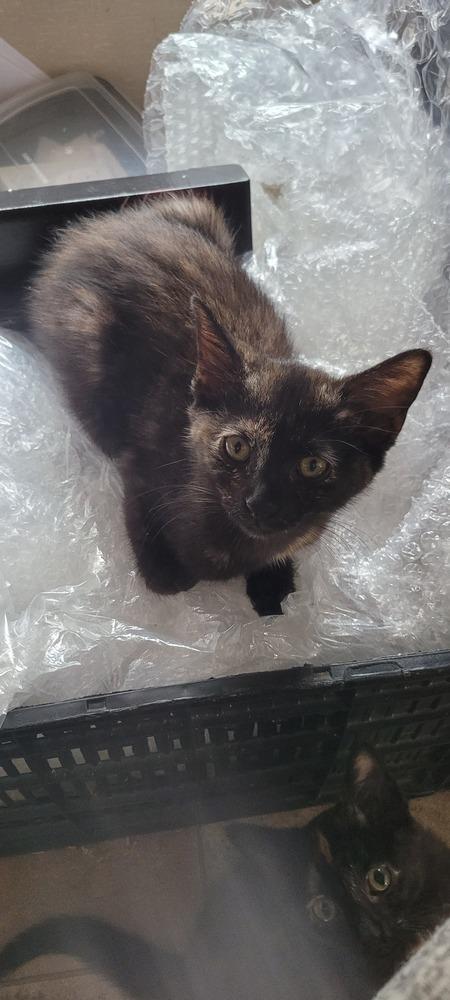 Enlarge Bellatrix, a Adoptable mixed breed in Plymouth, MI image 1/6