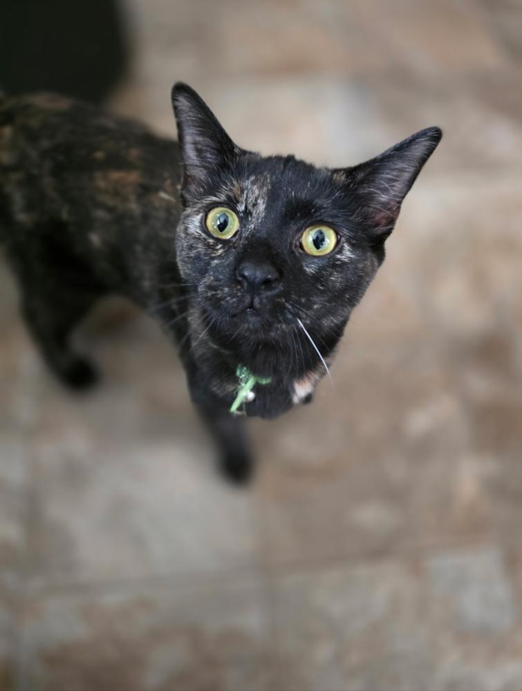 Enlarge Bellatrix, a Adoptable mixed breed in Plymouth, MI image 2/6