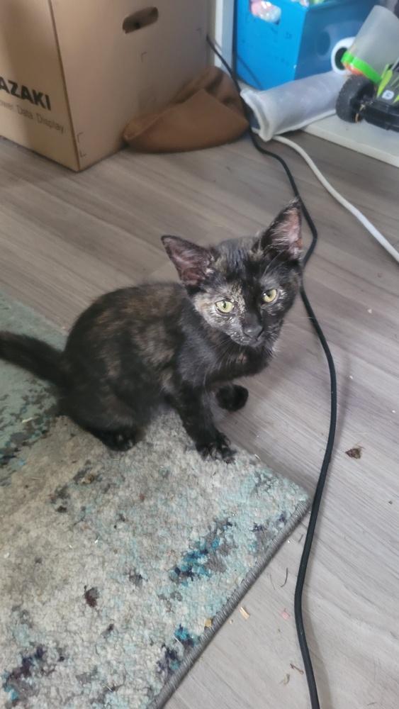 Enlarge Bellatrix, a Adoptable mixed breed in Plymouth, MI image 3/6