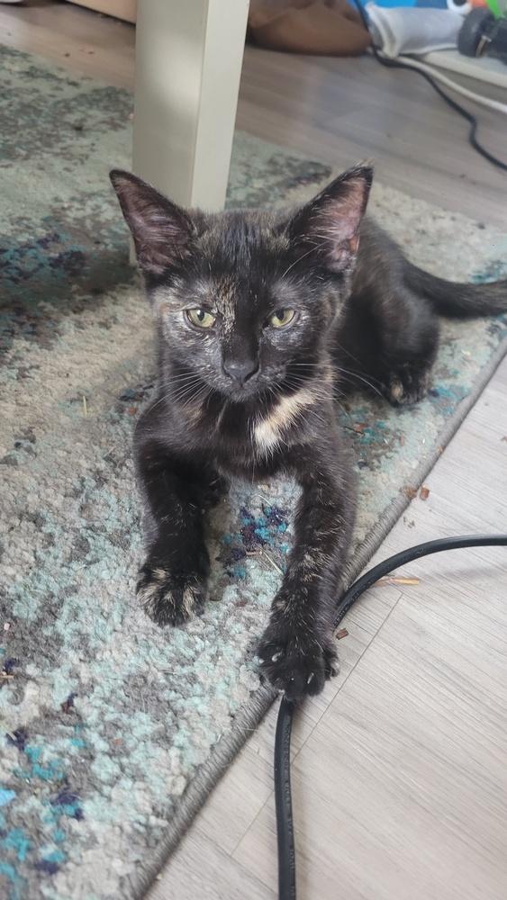 Enlarge Bellatrix, a Adoptable mixed breed in Plymouth, MI image 5/6