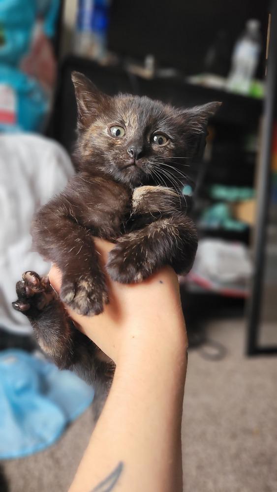 Enlarge Bellatrix, a Adoptable mixed breed in Plymouth, MI image 6/6