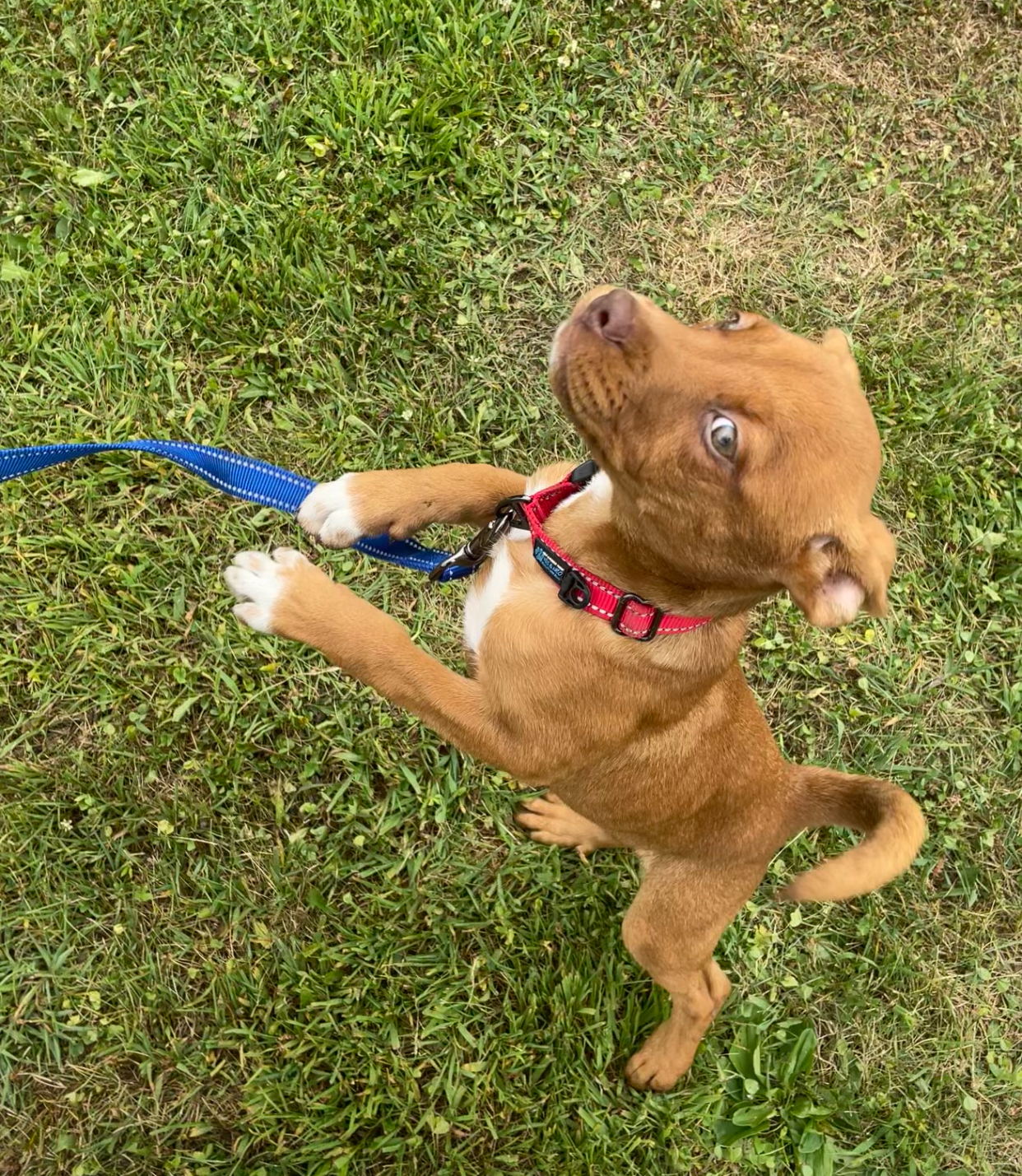 Bee, Adopted, Puppy Female Boxer & American Bully.