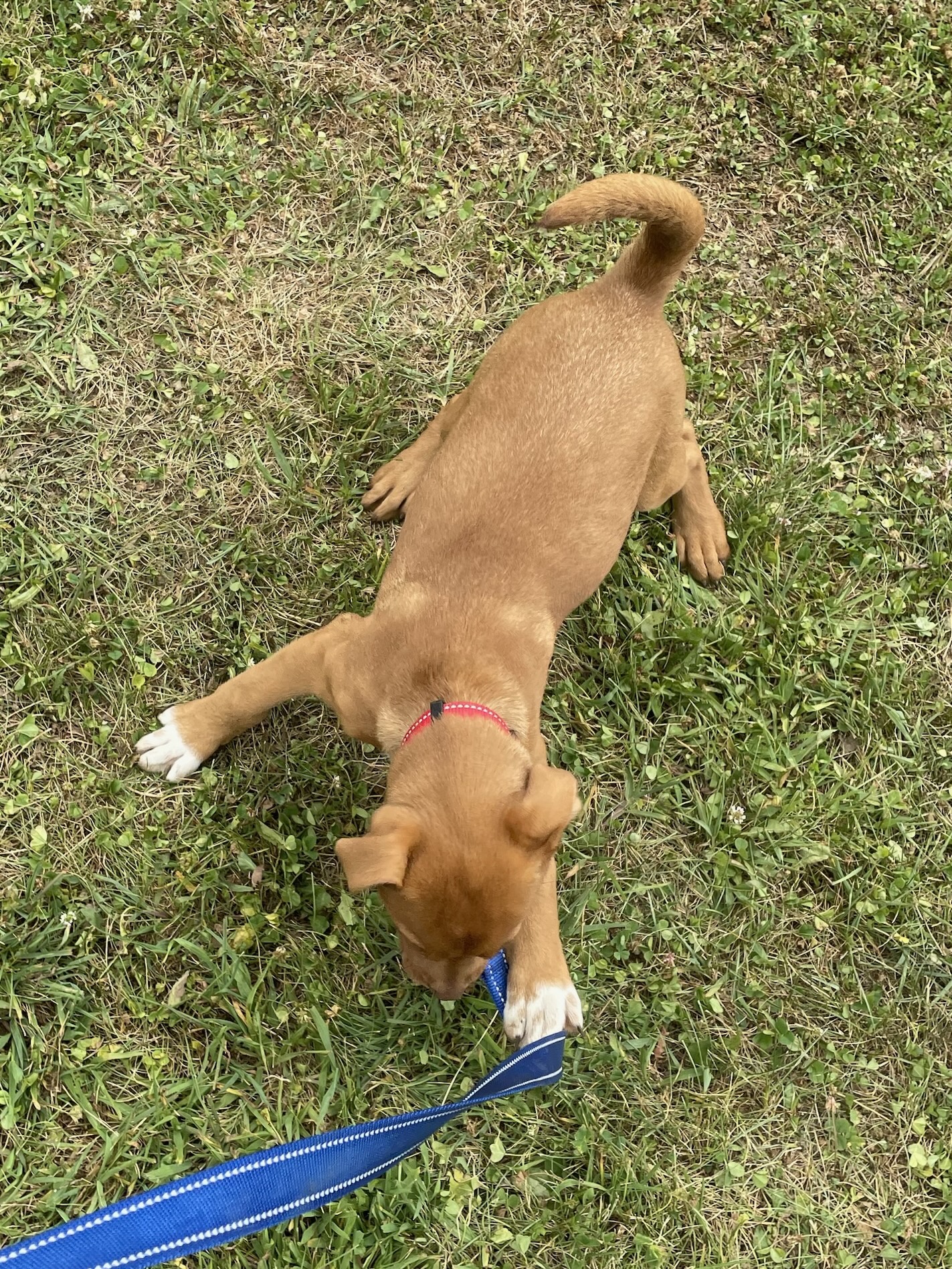 Bee, a Adopted mixed breed in Franklin, PA image 2/2