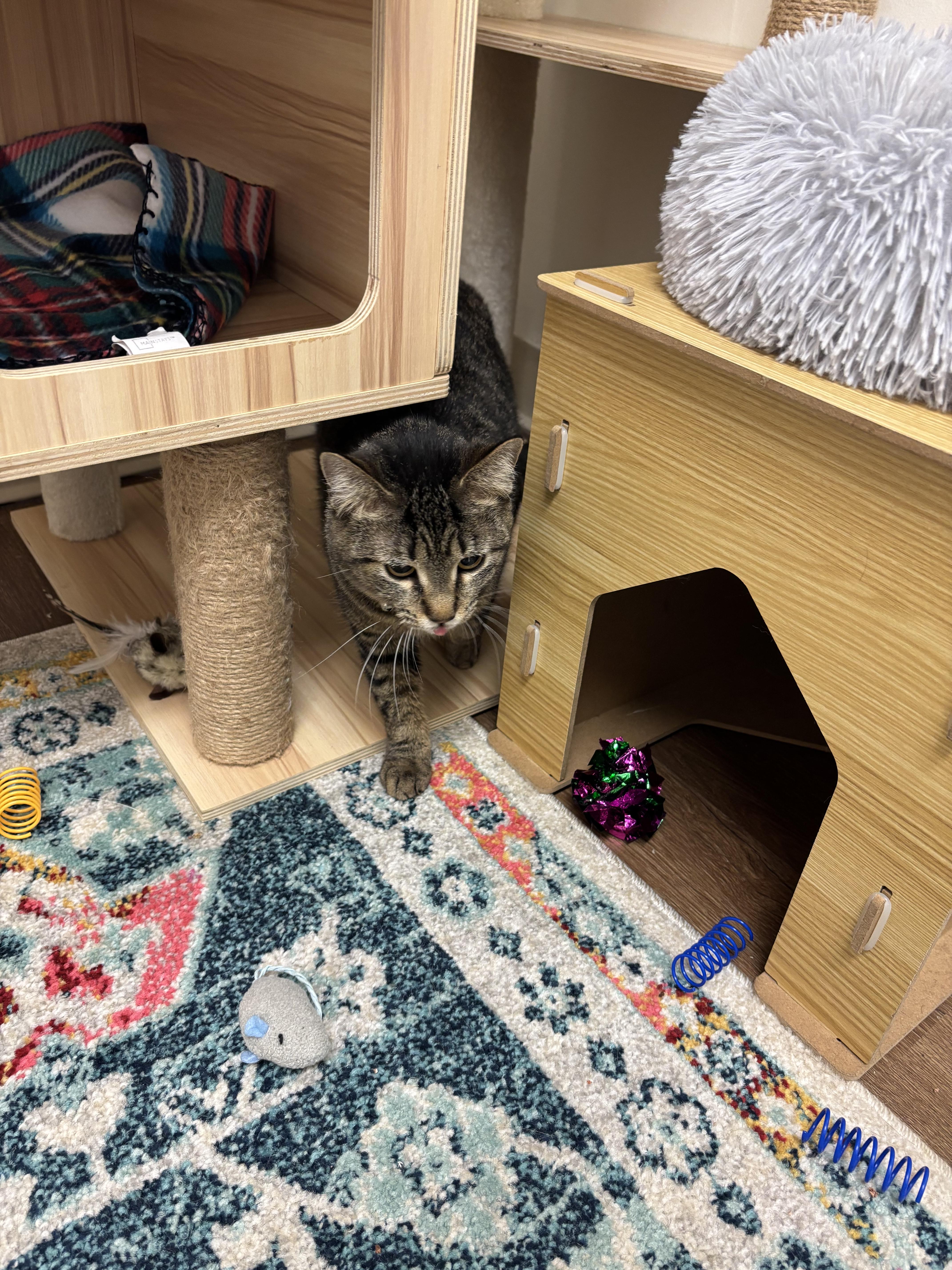 Enlarge Tina, a Adoptable mixed breed in Bethel Park, PA image 1/2