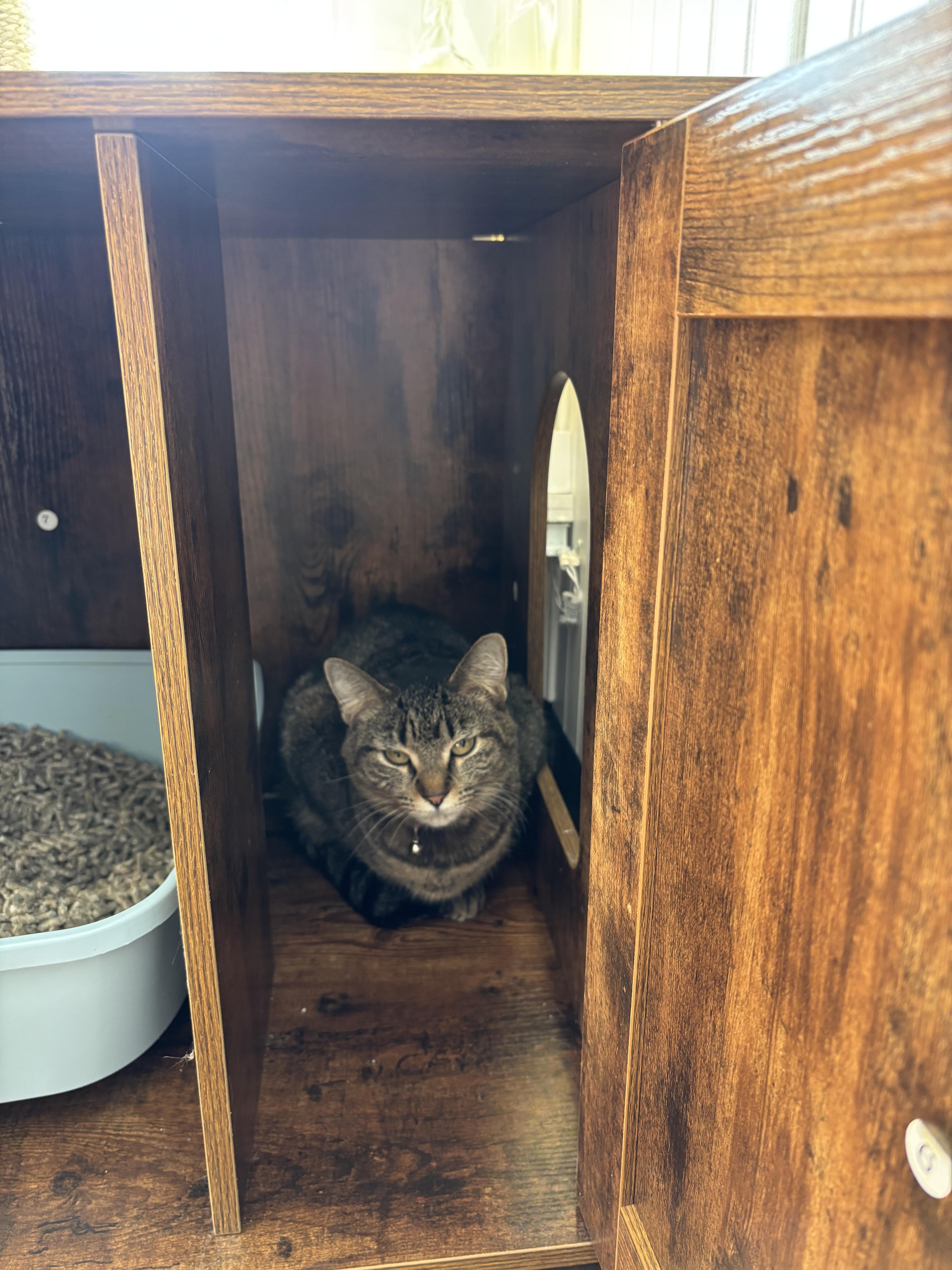 Enlarge Tina, a Adoptable mixed breed in Bethel Park, PA image 2/2