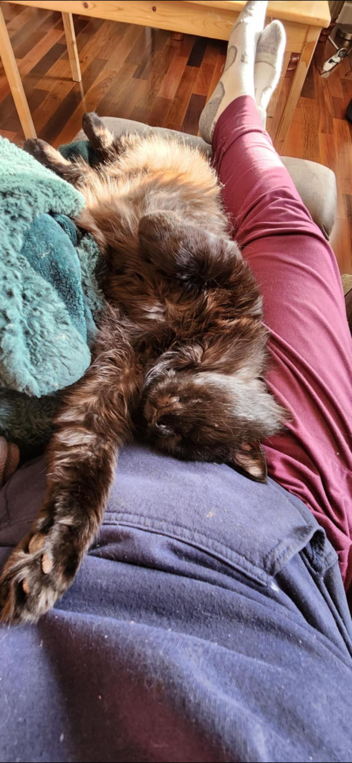Toby, a Adoptable Domestic Long Hair in Courtenay, BC image 3/6