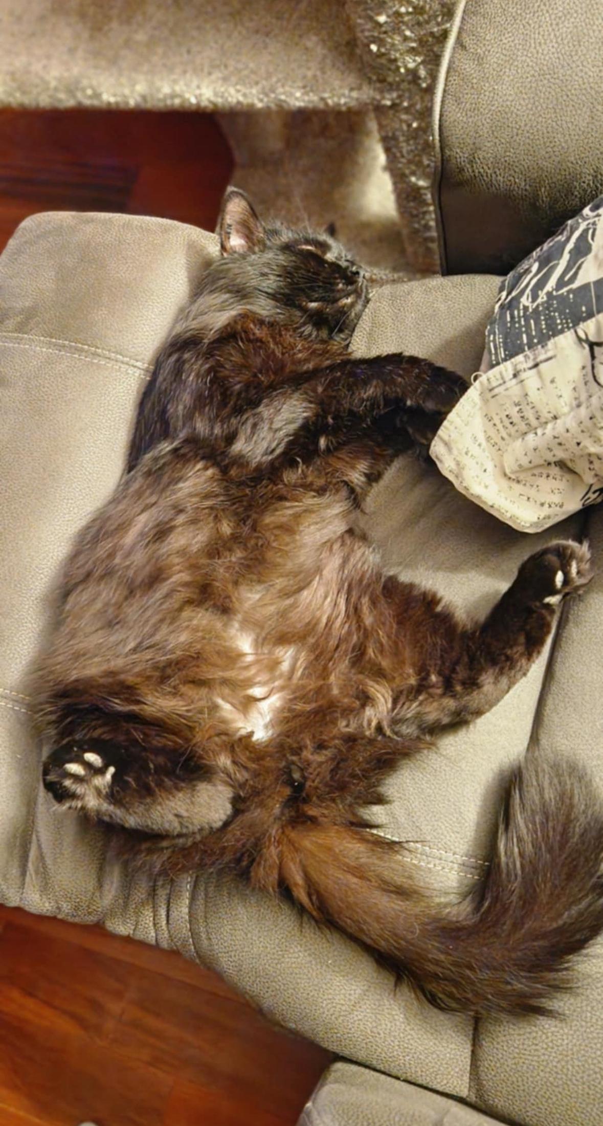 Toby, a Adoptable Domestic Long Hair in Courtenay, BC image 2/6